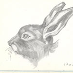Dibujo conejo Raúl Romero